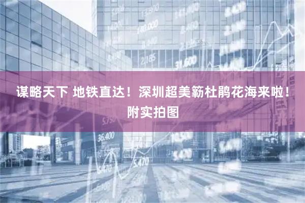 谋略天下 地铁直达！深圳超美簕杜鹃花海来啦！附实拍图